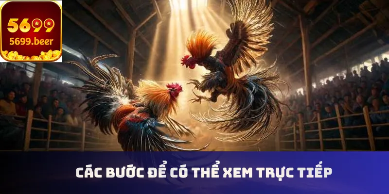 Các bước để có thể xem trực tiếp