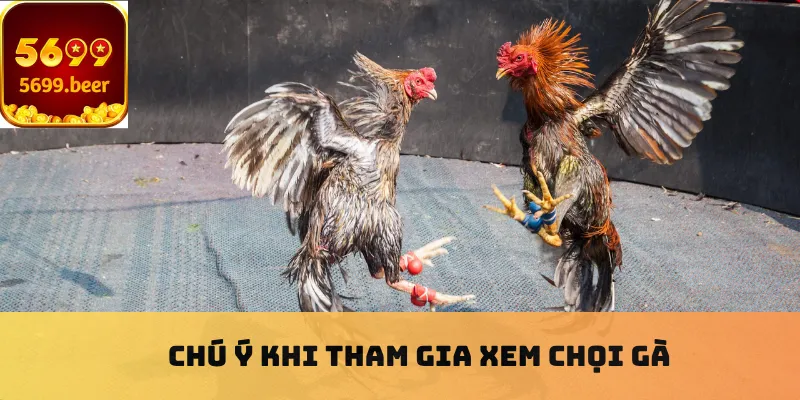 Chú ý khi tham gia xem chọi gà