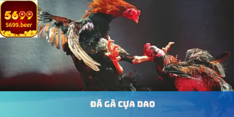 Đá gà cựa dao