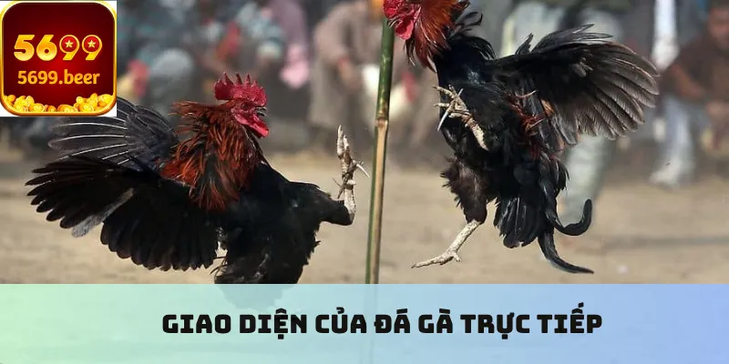 Giao diện của đá gà trực tiếp