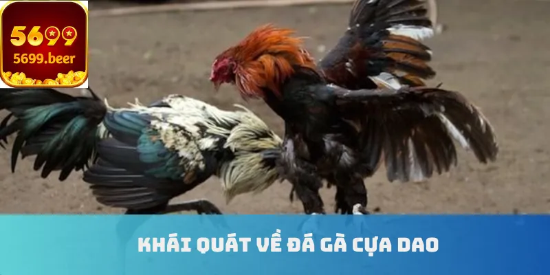Khái quát về đá gà cựa dao