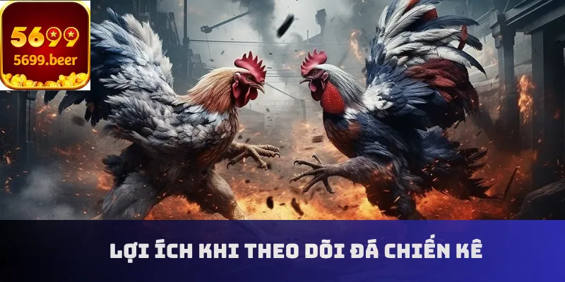 Lợi ích khi theo dõi đá chiến kê