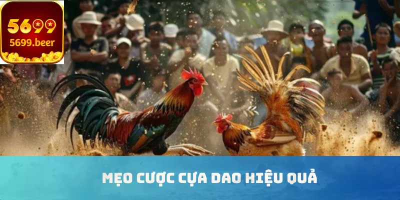 Mẹo cược cựa dao hiệu quả