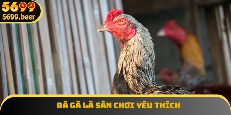 Đá gà là sân chơi yêu thích của nhiều thành viên 5699